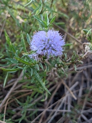 Mentha cervina