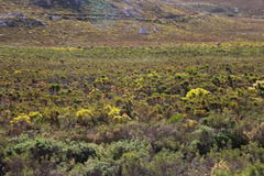Melaleuca linearis linearis