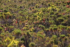 Melaleuca linearis linearis