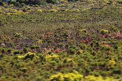 Melaleuca linearis linearis
