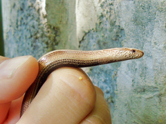 Anguis fragilis
