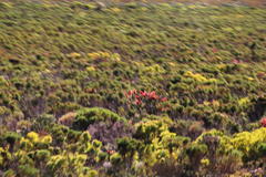 Melaleuca linearis linearis
