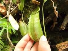 Nepenthes hirsuta