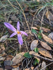 Colchicum longifolium