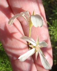 Pelargonium aridum