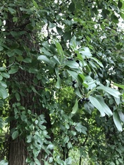Rhamnus cathartica