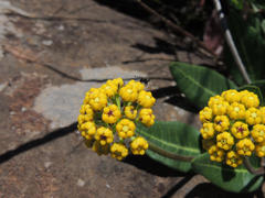 Xysmalobium tysonianum