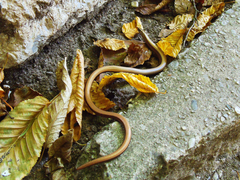 Anguis fragilis
