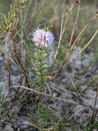 Image of Mentha cervina by (c) Denis Bastianelli, some rights reserved (CC BY)