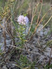 Mentha cervina