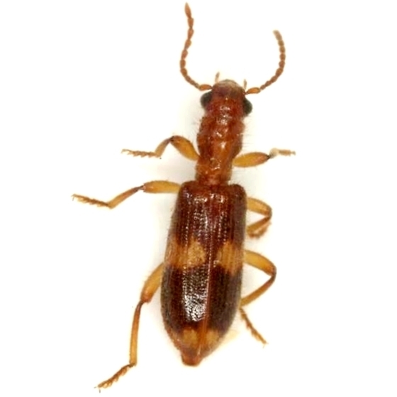 Cymatodera fuscula