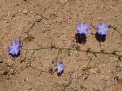 Evolvulus arizonicus