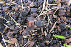 Tachinidae