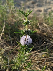Mentha cervina