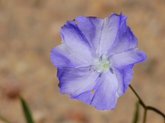 Evolvulus arizonicus