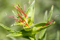 Acalypha glandulifolia