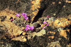 Conophytum minusculum