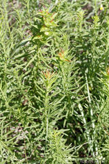 Acalypha glandulifolia