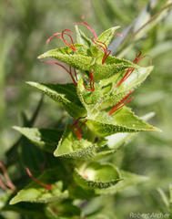 Acalypha glandulifolia