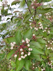 Cornus