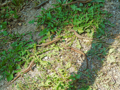 Podarcis muralis