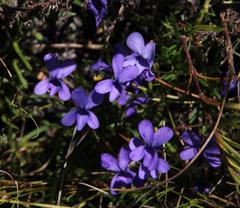 Viola decumbens decumbens