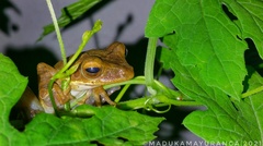 Polypedates cruciger