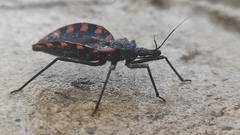 Triatoma mazzottii