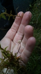 Paragymnopus perforans