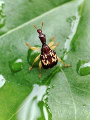 Korotyaevirhinus necopinus orientalis