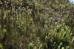 Chironia jasminoides