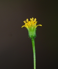 Bidens leptocephala