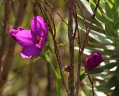 Chironia jasminoides