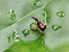 Korotyaevirhinus necopinus orientalis