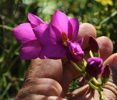 Chironia jasminoides