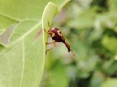 Korotyaevirhinus necopinus orientalis
