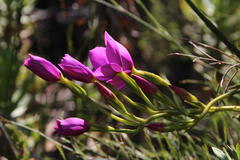 Chironia jasminoides