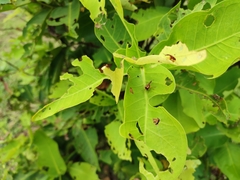 Korotyaevirhinus necopinus orientalis