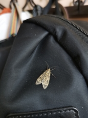 Eucereon phaeoprocta