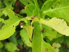 Korotyaevirhinus necopinus orientalis