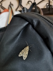 Eucereon phaeoprocta