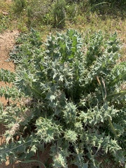Berkheya glabrata