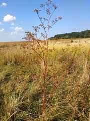 Peucedanum alsaticum