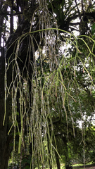 Rhipsalis baccifera