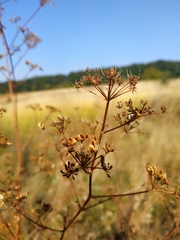 Peucedanum alsaticum