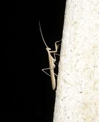 Ligaria