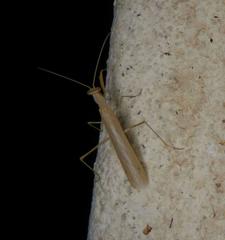 Ligaria