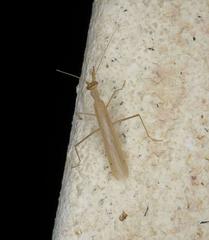 Ligaria