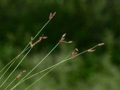 Bulbostylis capillaris