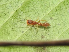 Synemosyna formica